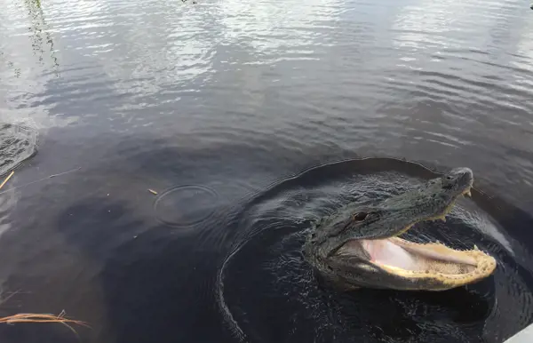 Geniesse eine Bootsfahrt durch das Mangrovenlabyrinth der Everglades